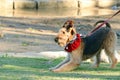 Funny cheeky Airedale Terrier dog ready to play