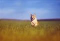 funny cheerful puppy dog Corgi runs through the green Sunny clear meadow in the village in spring