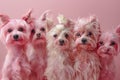 A funny and cheerful photo featuring five pink small breed Yorkshire Terriers standing out against a matching pink