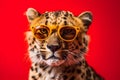 Funny cheetah wearing sunglasses in studio with a colorful and bright background. Generative AI