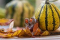 Funny chestnut handcraft owl bird animal with cute face berry eyes leaves wings on wooden bench, ripened pumpkins on background