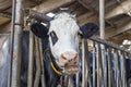 Black and white chewing cow is peeking through the bars of a fence in a stable,  head between the rods of the barrier Royalty Free Stock Photo