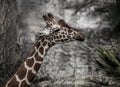 Funny chewing Giraffe