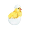 Funny chick in cracked egg shell. Watercolor painted illustration. Hand drawn small fluffy chicken hatched from the egg