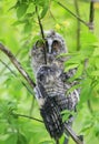 Funny chick long-eared owl sit on a tree spread its feathers
