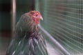 Funny chicken looking outside from behind green plastic fence Royalty Free Stock Photo