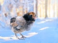 Funny chicken under the snow. The concept of the onset of winter, the weather