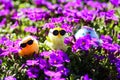 Funny chicks in the garden, purple violets Royalty Free Stock Photo