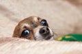 Funny Chihuahua Royalty Free Stock Photo