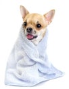 Funny chihuahua with blue towel isolated Royalty Free Stock Photo