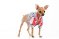 Funny Chihuahua dog in jacket