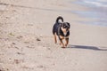 Funny chihuahua dog posing on a beach. Chihuahua at sea Royalty Free Stock Photo