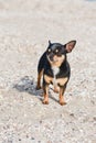 Funny chihuahua dog posing on a beach. Chihuahua at sea Royalty Free Stock Photo