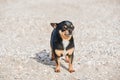 Funny chihuahua dog posing on a beach. Chihuahua at sea Royalty Free Stock Photo