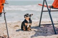 Funny chihuahua dog posing on a beach. Chihuahua at sea Royalty Free Stock Photo