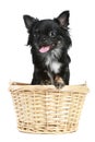 Funny Chihuahua puppy in basket