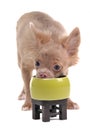 Funny chihuahua puppy eating from green bowl