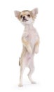 Funny chihuahua puppy standing up isolated