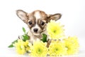 Funny chihuahua puppy in yellow chrysanthemums flowers Royalty Free Stock Photo