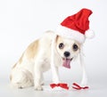 Funny Chihuahua Santa