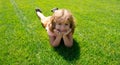 Funny child laying in grass, Funny face. Kids head portrait.