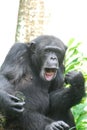Funny Chimp Making Faces with His Mouth and Lips Royalty Free Stock Photo