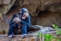 Funny Chimpanzee baby on a tree branch