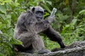 Funny Chimpanzee hold plastic bottle in his hand. Chimpanzee afr