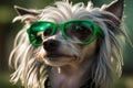 Funny Chinese Crested in green sunglasses