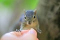 Funny chipmunk eating from hand Royalty Free Stock Photo