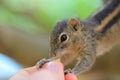 Funny chipmunk eating from hand Royalty Free Stock Photo