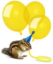 Funny chipmunk inflating yellow balloons Royalty Free Stock Photo