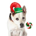 Funny Christmas Dog Elf Holding Candy Sucker