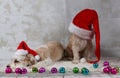 Funny christmas dogs