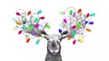 Funny Christmas moose video with blinking Christmas lights tangled in antlers, fun animated holiday animal drawing, hand drawn ske