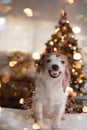 FUNNY CHRISTMAS OR NEW YEAR DOG. JACK RUSSELL PUPPY SMILING AND SHOWING ITS TEETH, WEARING A RED STRIPED TIE ON HEAD AND DEFOCUSED
