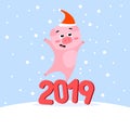 Funny Christmas pig on winter background, Merry Christmas and Happy New Year 2019. Greeting card Royalty Free Stock Photo