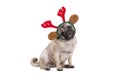 Funny Christmas pug puppy dog sitting down, wearing reindeer antlers diadem Royalty Free Stock Photo