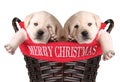 Funny Christmas puppies Royalty Free Stock Photo