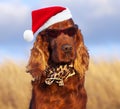 Funny christmas santa pet dog wearing hat, scarf and sunglasses Royalty Free Stock Photo
