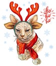 Funny christmas Sphynx cat with deer antlers vector illustration