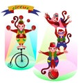 Funny circus Monkey Royalty Free Stock Photo