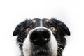 Funny close-up border collie dog face. Isolated on white background Royalty Free Stock Photo