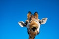 funny close up of a colorful giraffe head with blue sky as background color in Safari park Beekse Bergen in Hilvarenbeek Royalty Free Stock Photo