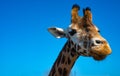funny close up of a colorful giraffe head with blue sky as background color Royalty Free Stock Photo