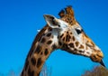 funny close up of a colorful giraffe head sticking out his tongue with blue sky as background color Royalty Free Stock Photo