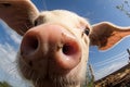 Funny close up fisheye perspective of pig\'s face