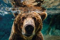 Funny close up of Grizzly bear\'s face underwater