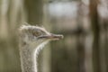 Funny close up of the head an ostrich Royalty Free Stock Photo