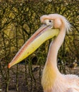 Funny close up of the head of a rosy pelican, Water bird from Europe Royalty Free Stock Photo